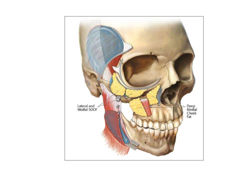 facial ligaments